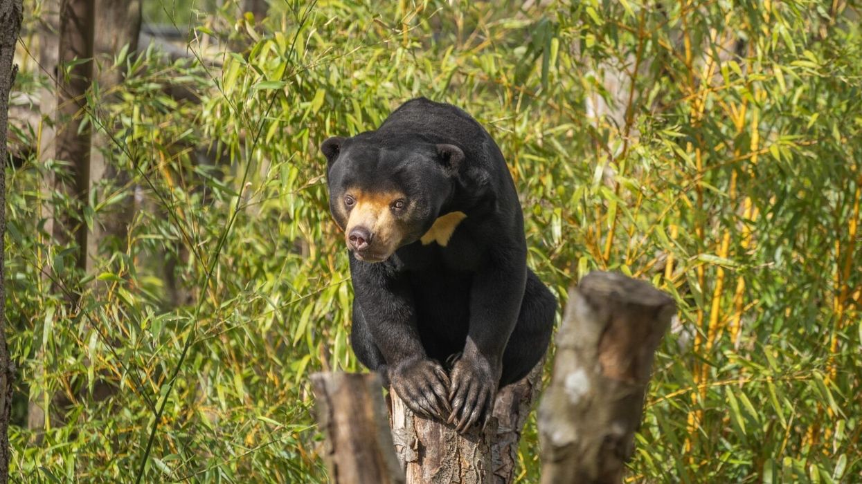 sun bear paradise wildlife park