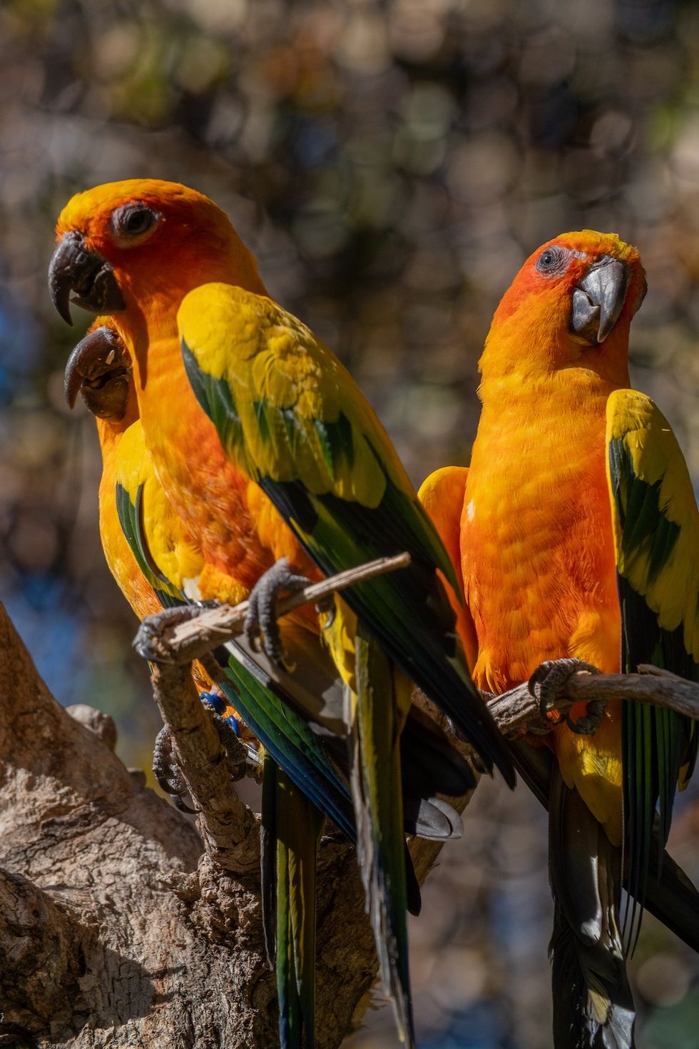 Sun conures