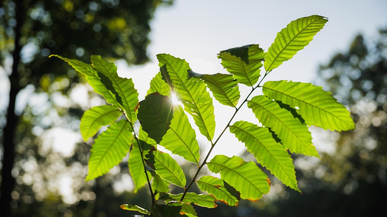 Sunlight filtering through vibrant green leaves on a branch, blurred trees in background.