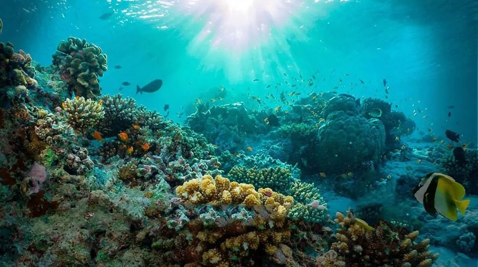 Sunlit coral reef with colorful fish and diverse marine life.