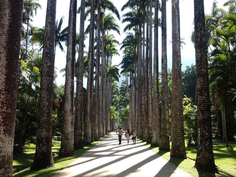 Sunny path lined with towering palm trees, people walking in the middle, at Jardim Bot\u00e2nico