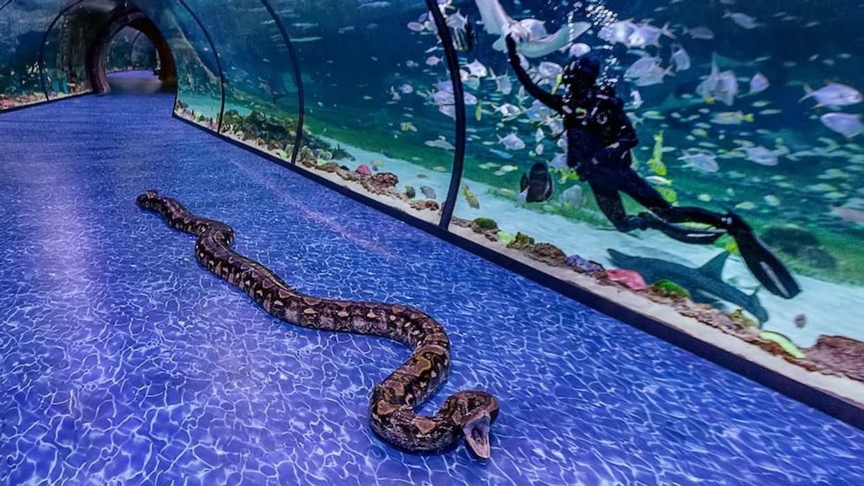Super Snake National Aquarium Abu Dhabi