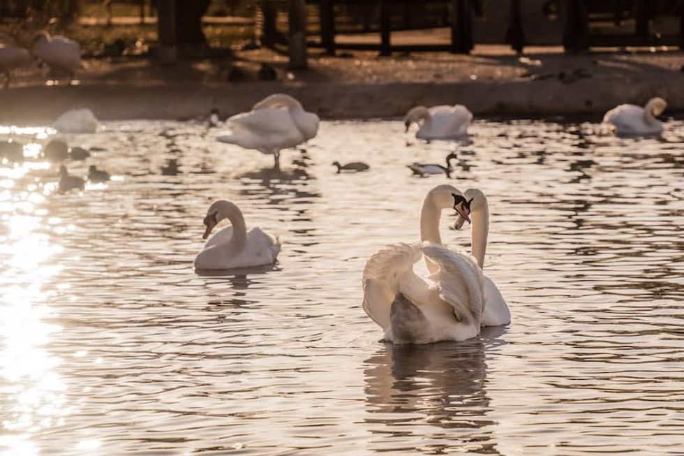 Swan Lake Slimbridge Wetland heroes