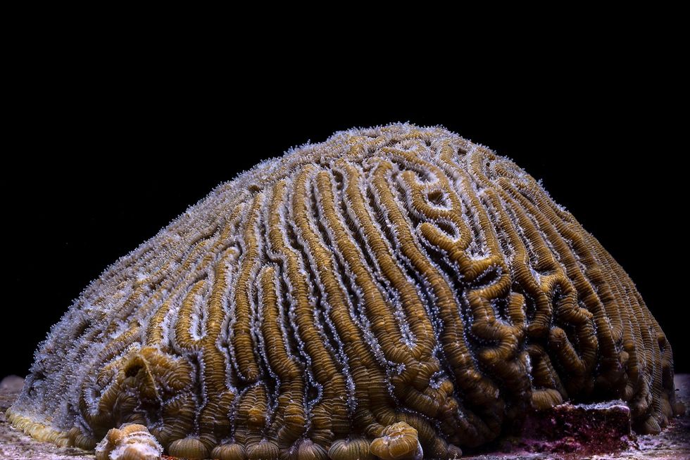 symmetrical brain coral