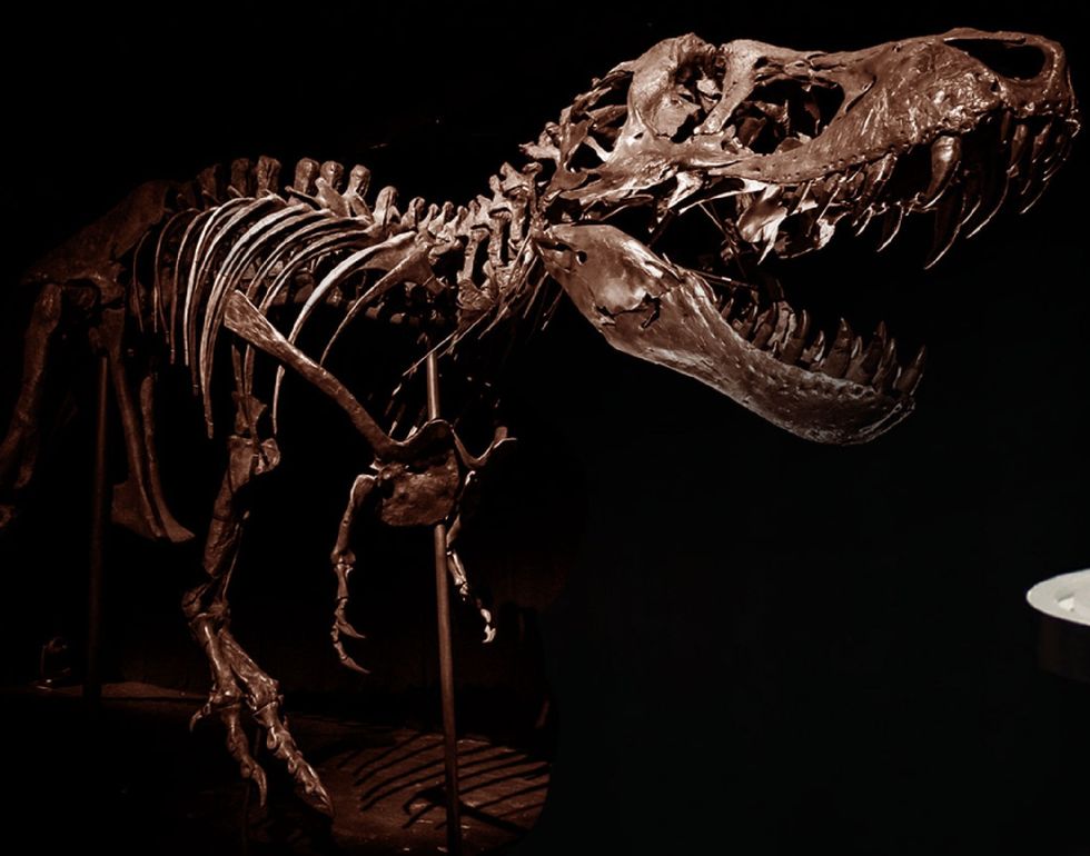 t rex at natural history museum abu dhabi