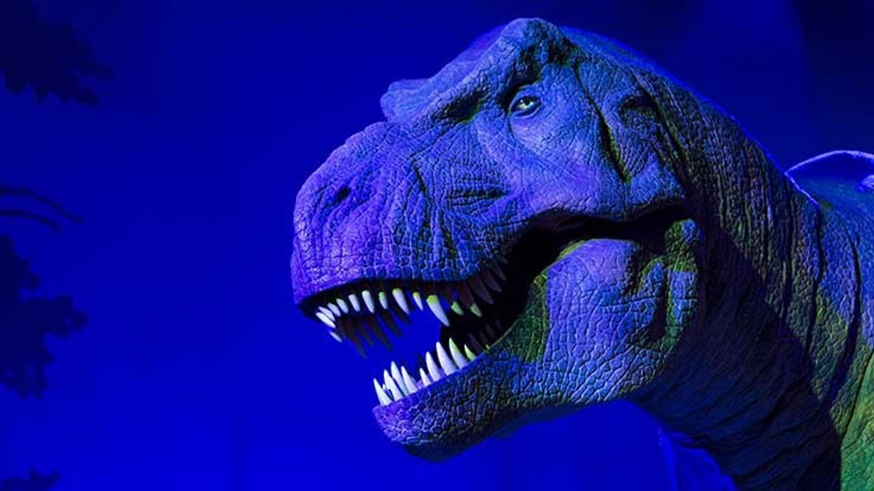 t rex at natural history museum
