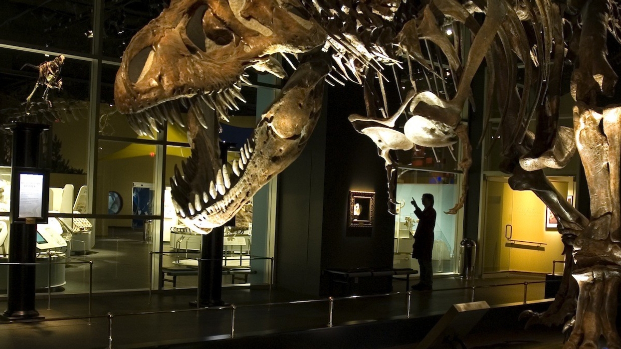 t tex at royal tyrrell museum alberta canada dinosaur