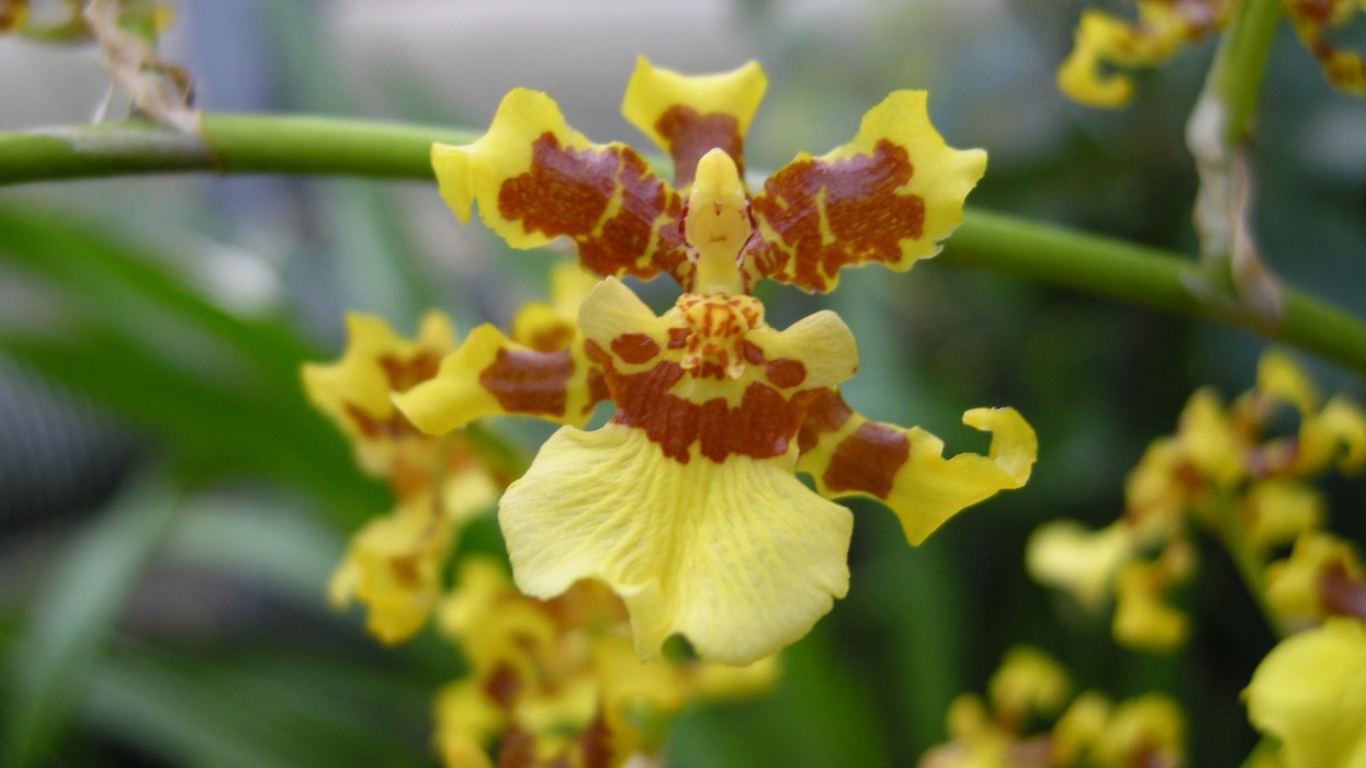 Talking Plants Cambridge University Botanic Garden