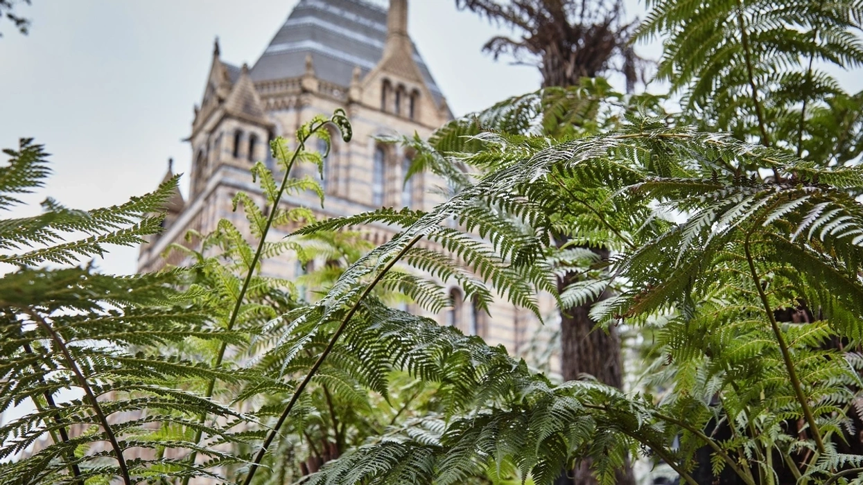 Tall ferns in front of Natural History Museum in London under a cloudy sky.