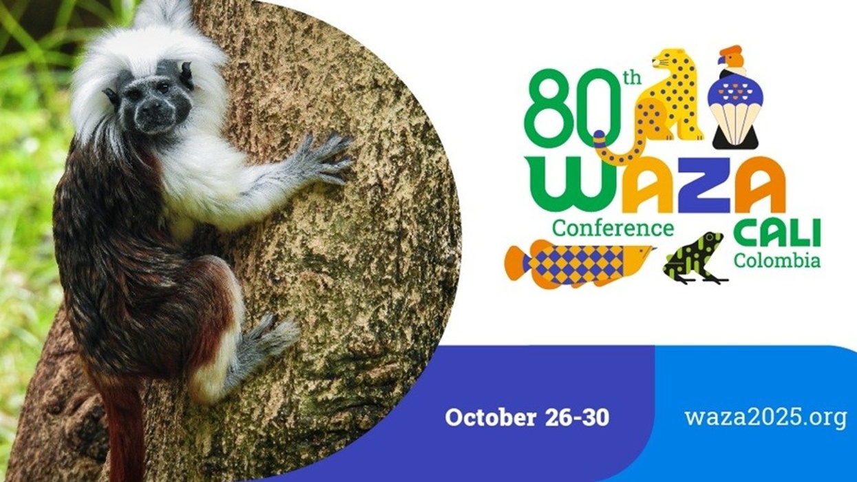 Tamarin on tree; WAZA Conference 80th anniversary logo, October 26-30, Cali, Colombia.