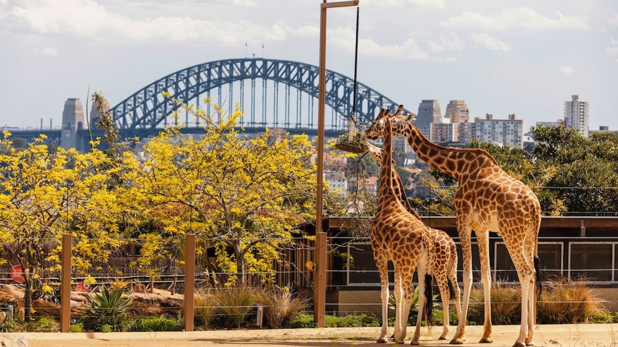 Taronga Zoo giraffes