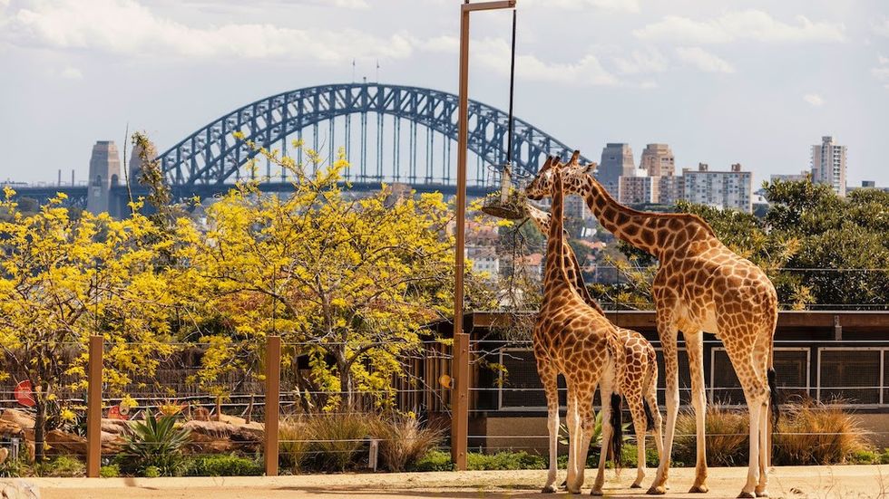 Taronga Zoo giraffes