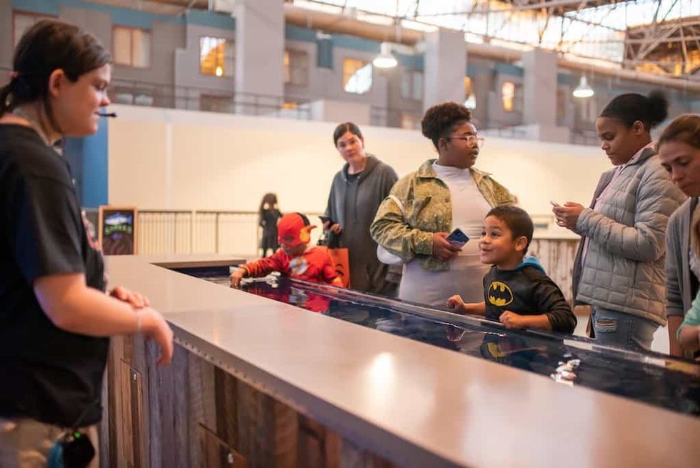 Team interacting with guests touch pool st louis aquarium