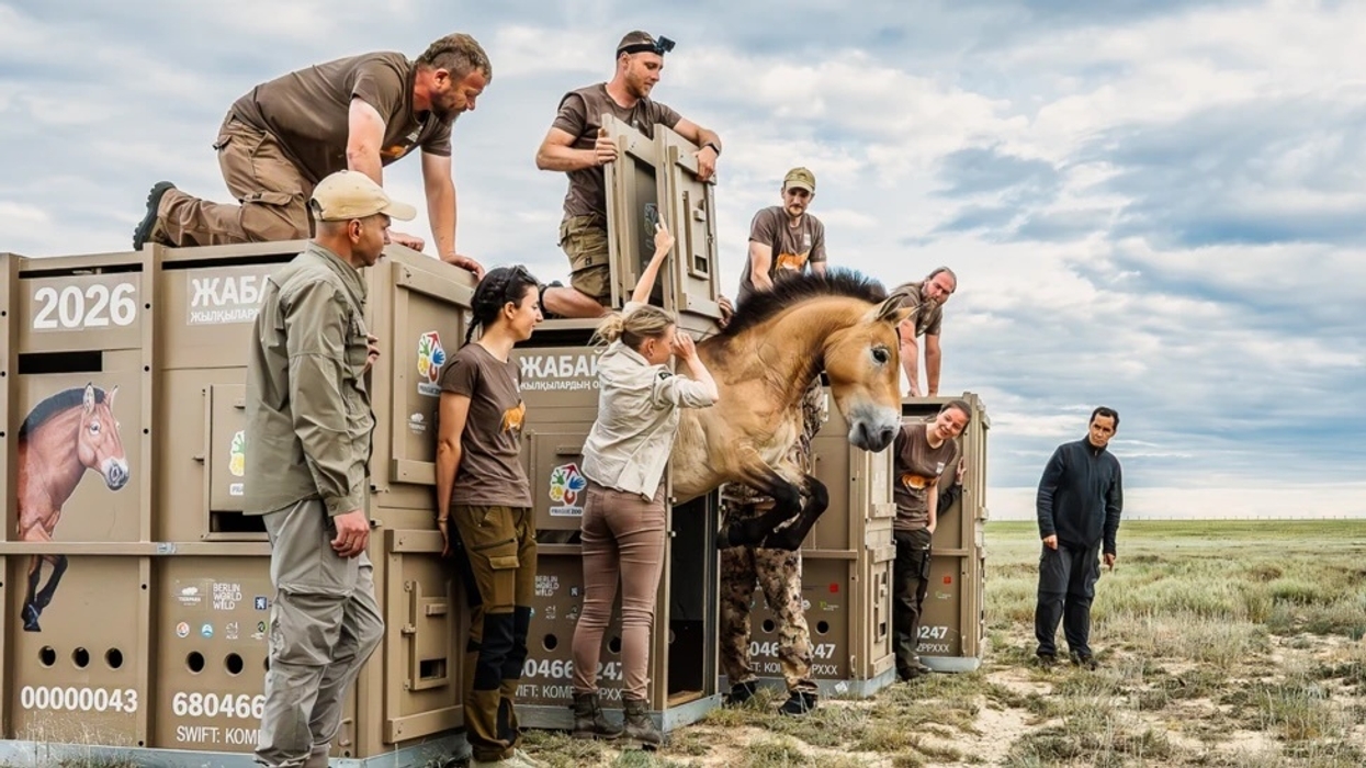Team releases Przewalski's horse from crate into wild, under cloudy sky.