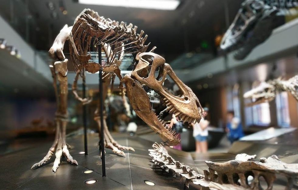 teenage tyrannosaur at la county museum of natural history