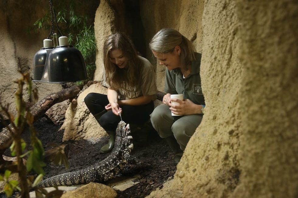 Tegu_Keeper Experiences_Edinburgh Zoo