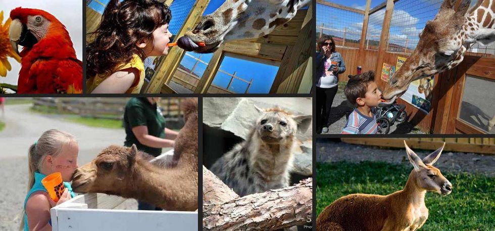 the animal adventure park april the girafffe