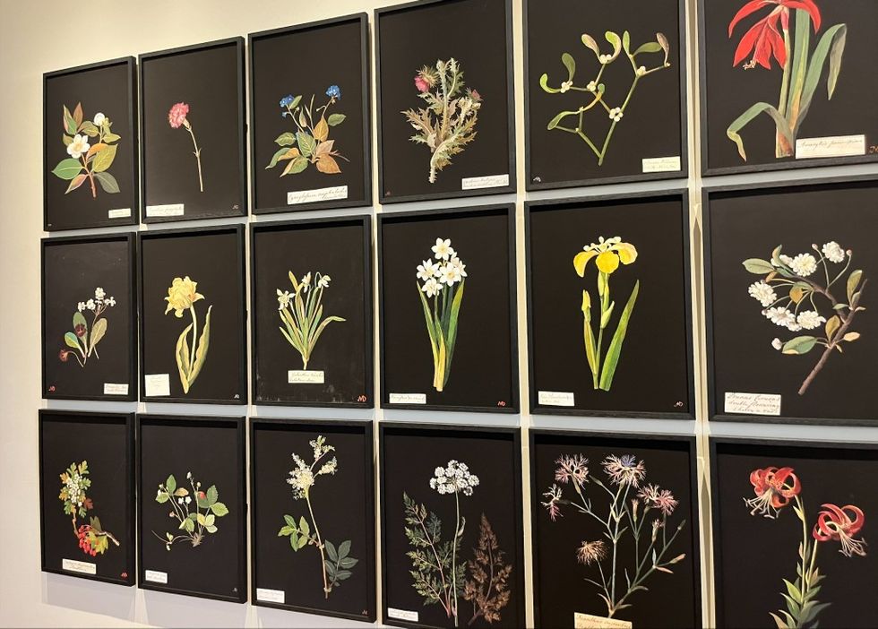 'The botanical world of Mary Delany' at Beningbrough Hall, Yorkshire