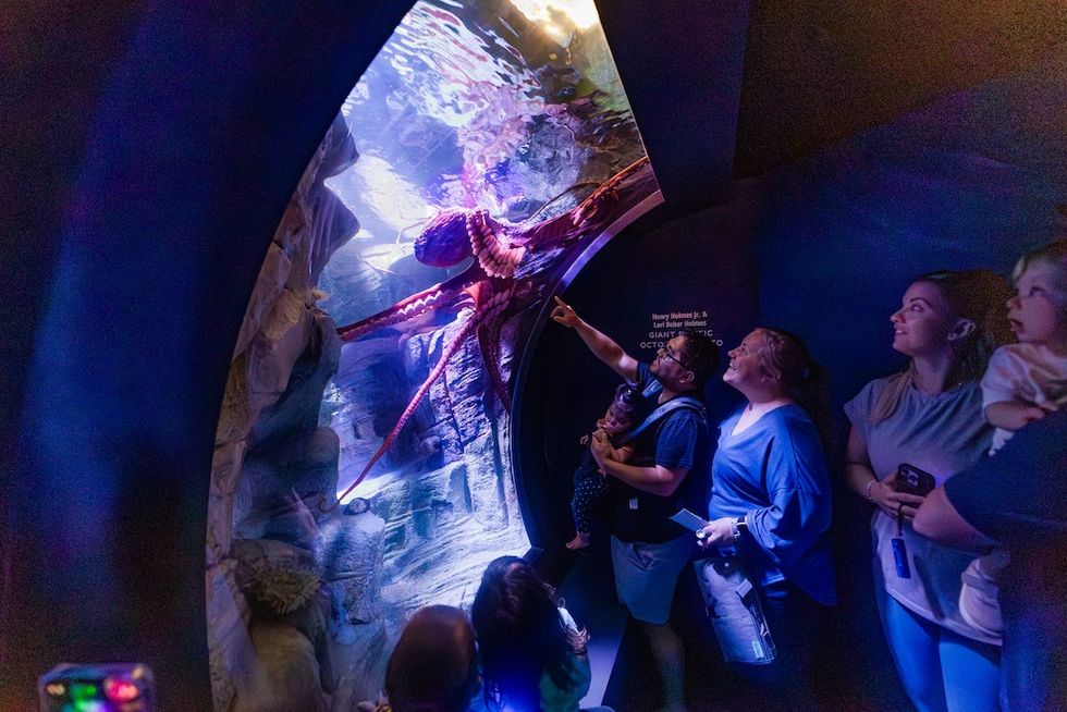 The brand-new Giant Pacific Octopus habitat inLiving Seas offers multiple viewing opportunities and achance to look deeper into the hidden world of one of theocean’s most intelligent creatures.