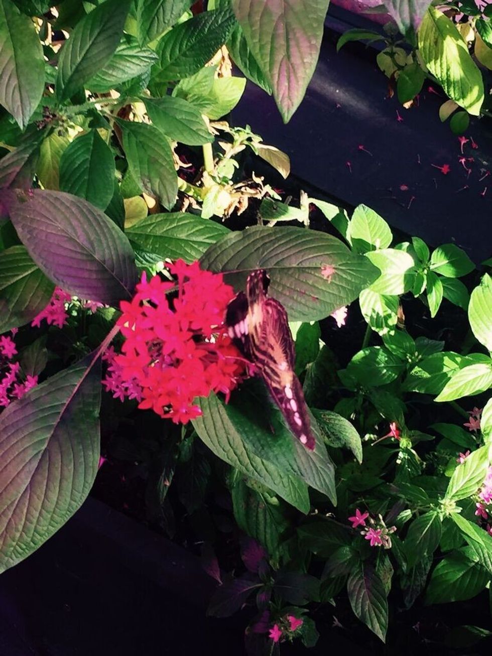 The Butterfly Effect junlge hot house at British Museum of Food by Bompas and Parr