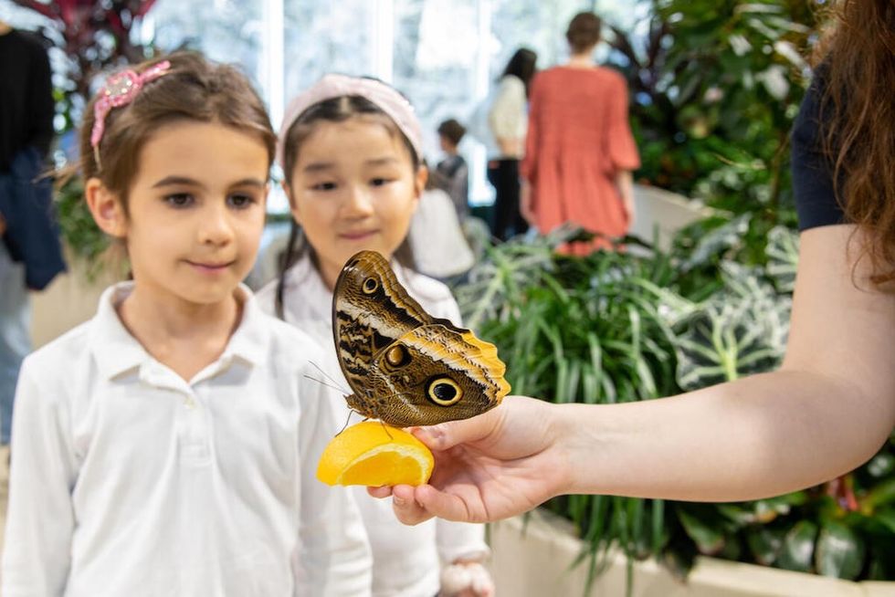The Davis Family Butterfly Vivarium in the new Richard Gilder Center