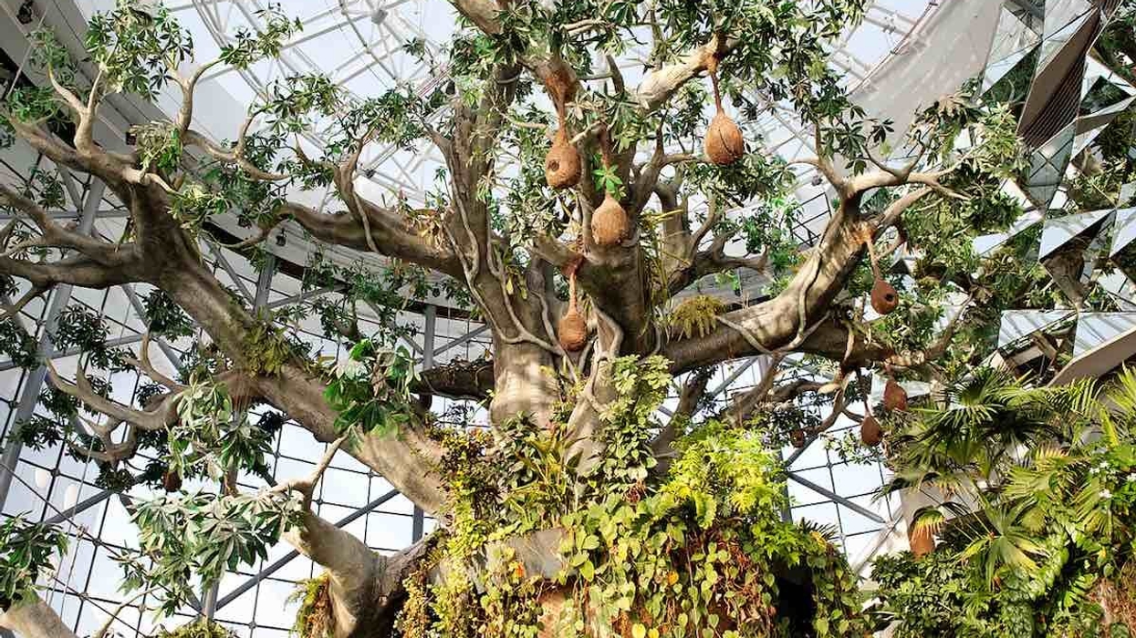 the green planet biome city walk dubai zooceanarium a