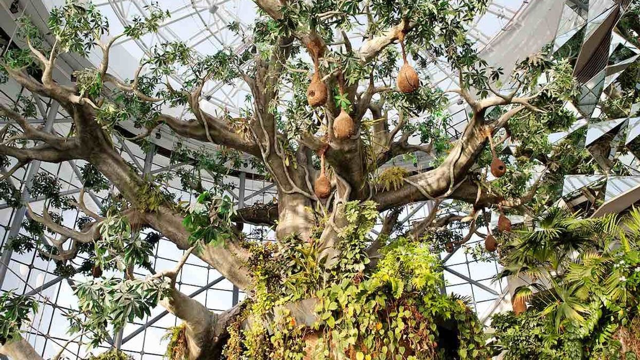 the green planet biome city walk dubai zooceanarium a