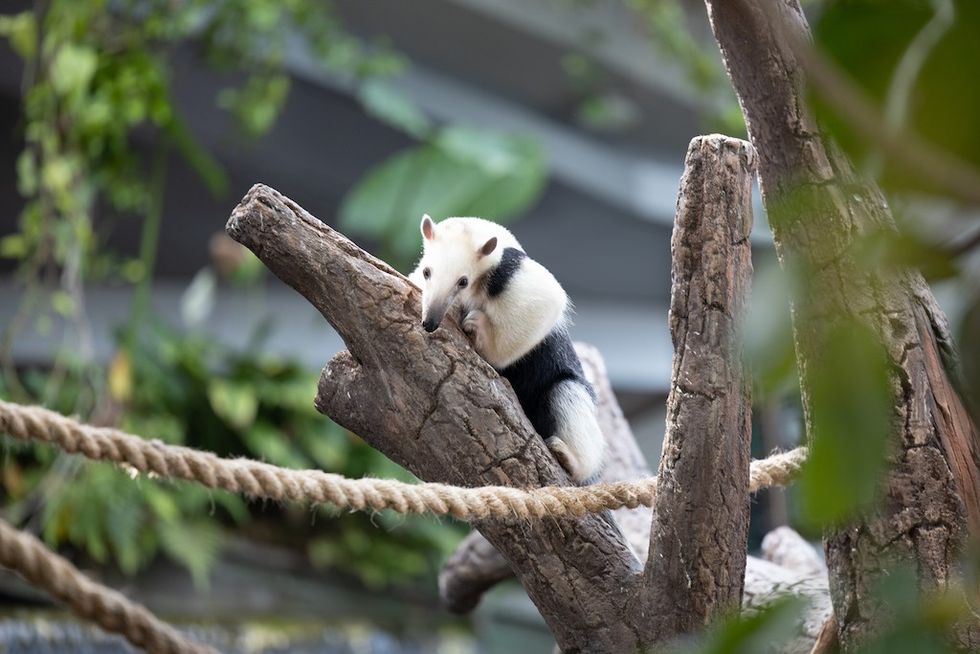 The Green Planet in Dubai