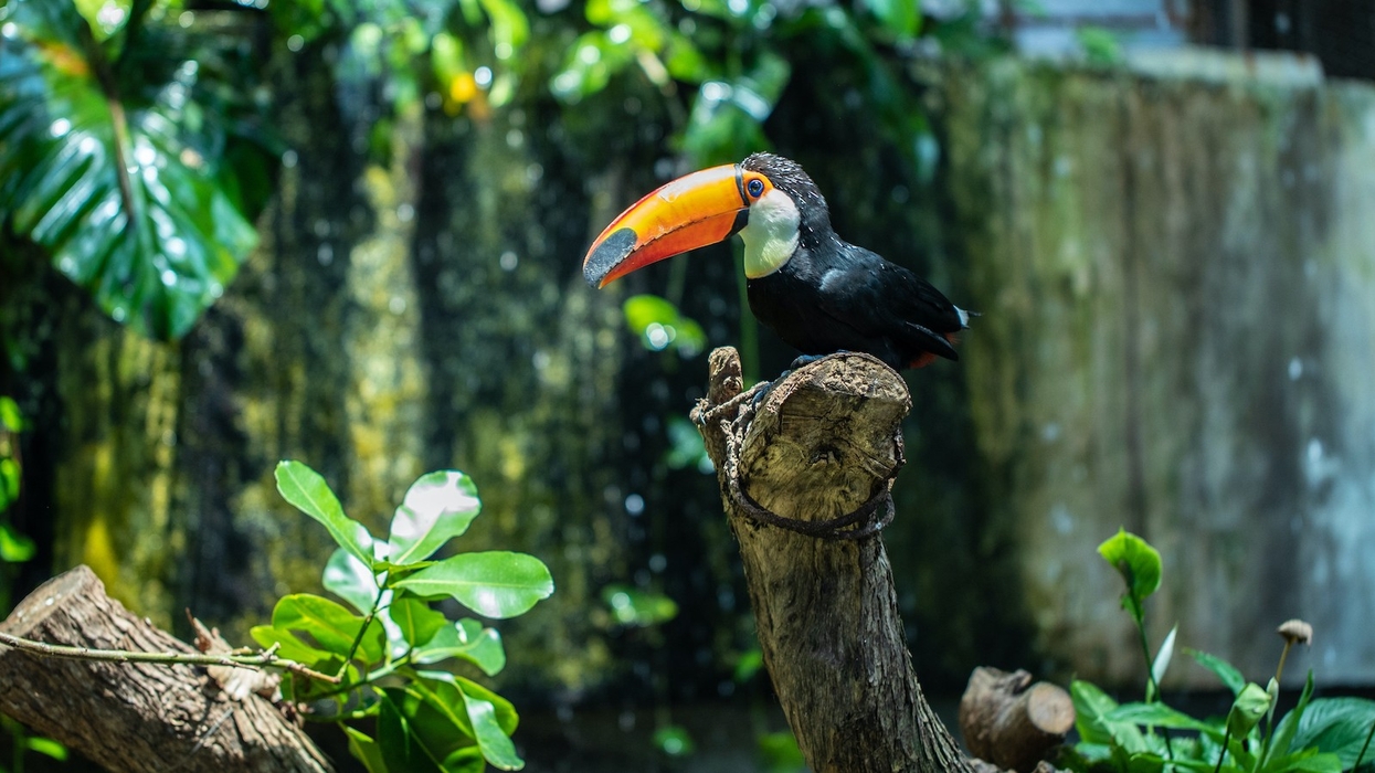 The Green Planet toucan