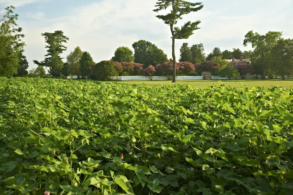 The Hermitage grounds