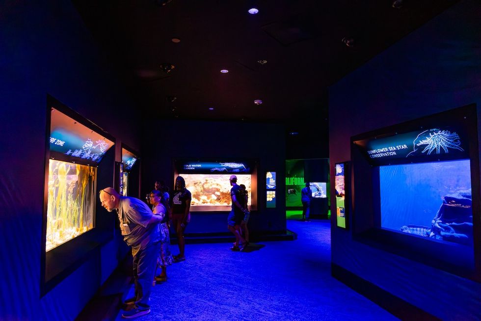 The journey through Birch Aquarium’s LivingSeas begins in the cooler waters of the PacificNorthwest.