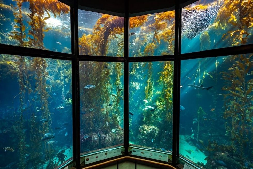 The Kelp Forest exhibit at Monterey Bay Aquarium