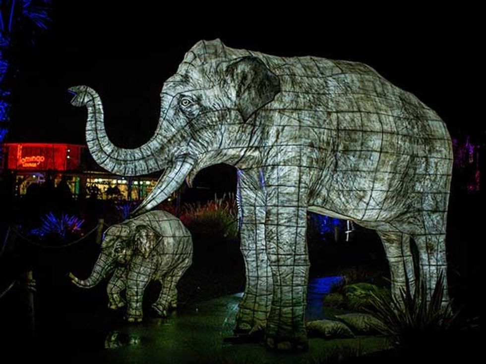 the lanterns chester zoo christmas 2018
