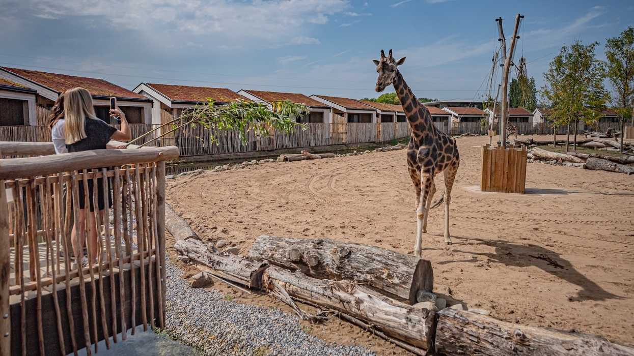 the reserve at chester zoo