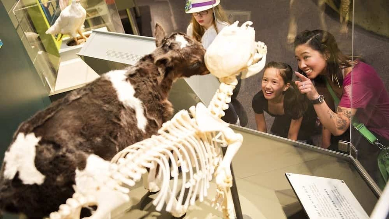 The Science of Ripley's Believe It or Not!