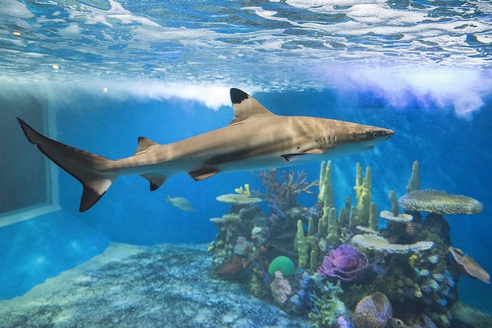 The shark reef will get an expansion as part of the masterplan