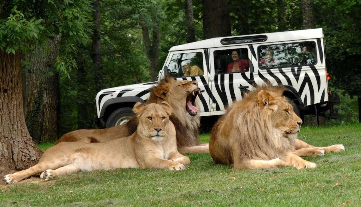 thee lions at longleat forrec masterplan