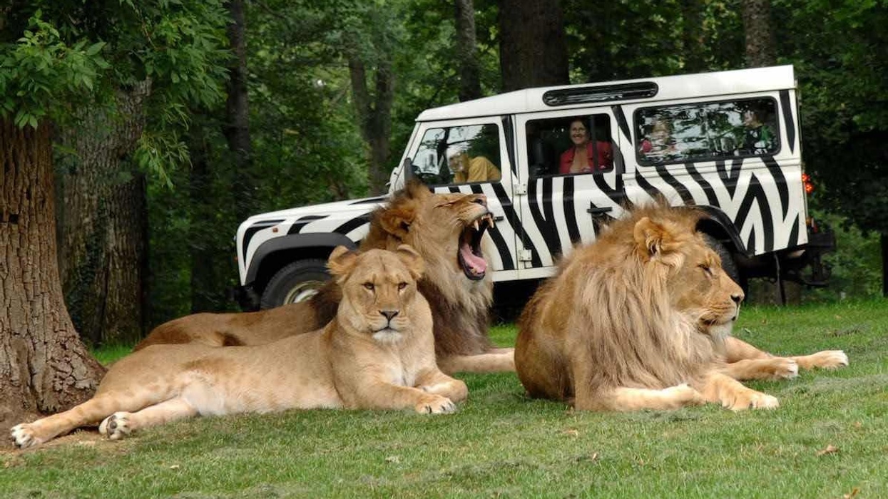 thee lions at longleat forrec masterplan
