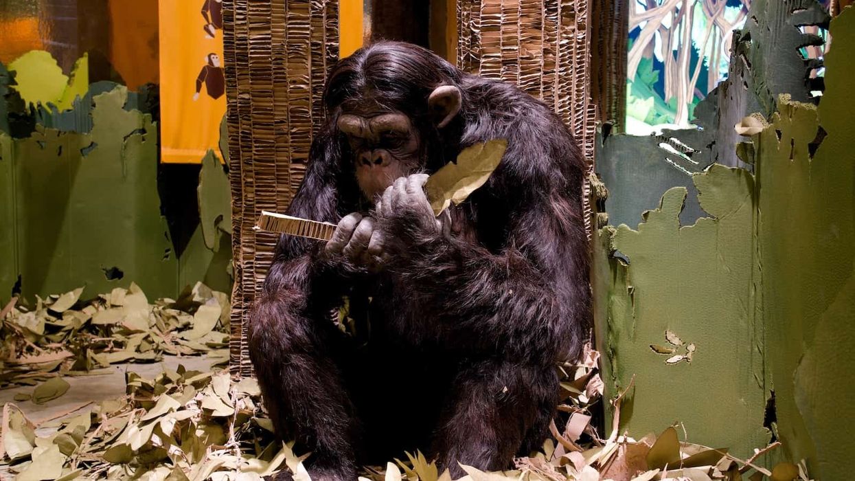 themebuilders becoming jane goodall exhibit