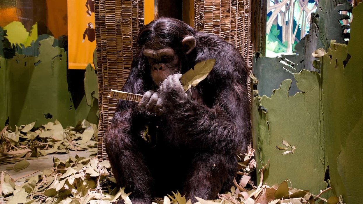 themebuilders becoming jane goodall exhibit