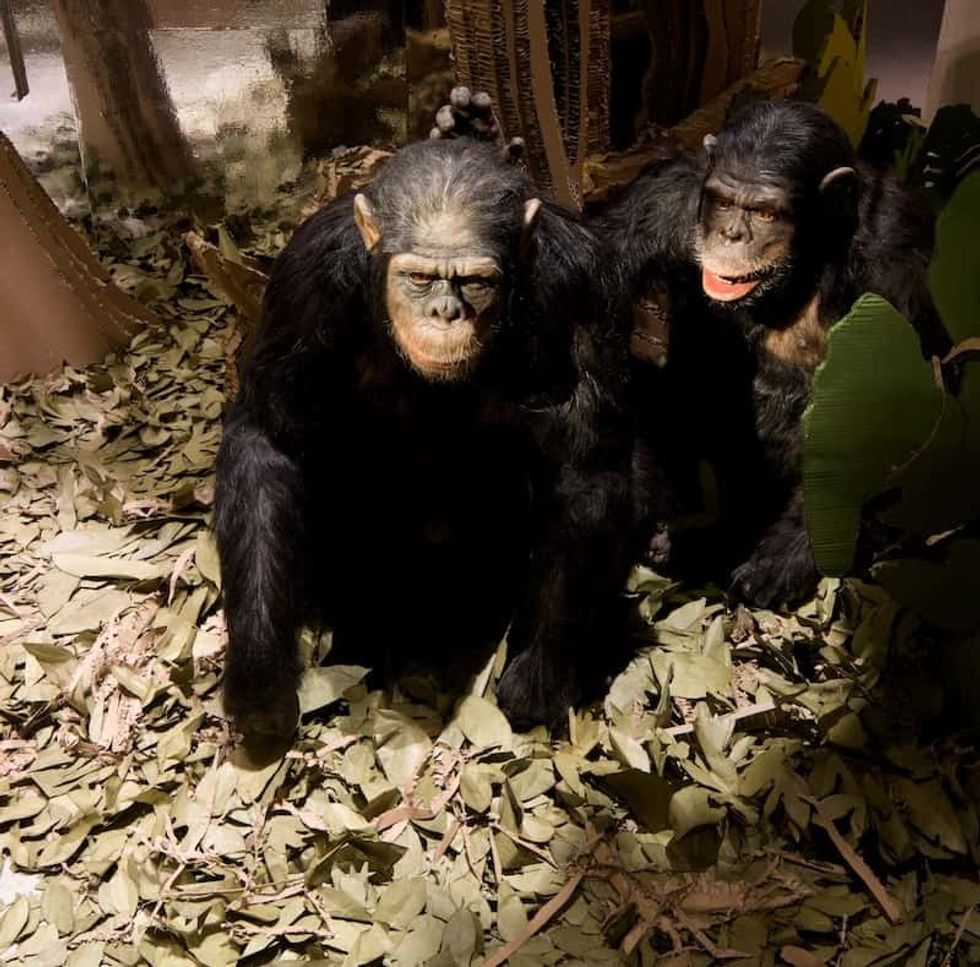 themebuilders becoming jane goodall exhibit