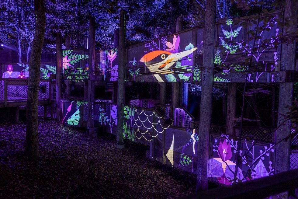 Thinkwell x Fernbank AGLOW bird