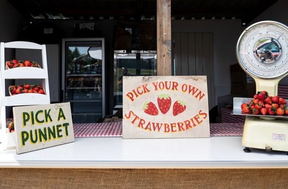 Ticket Tailor strawberry farm