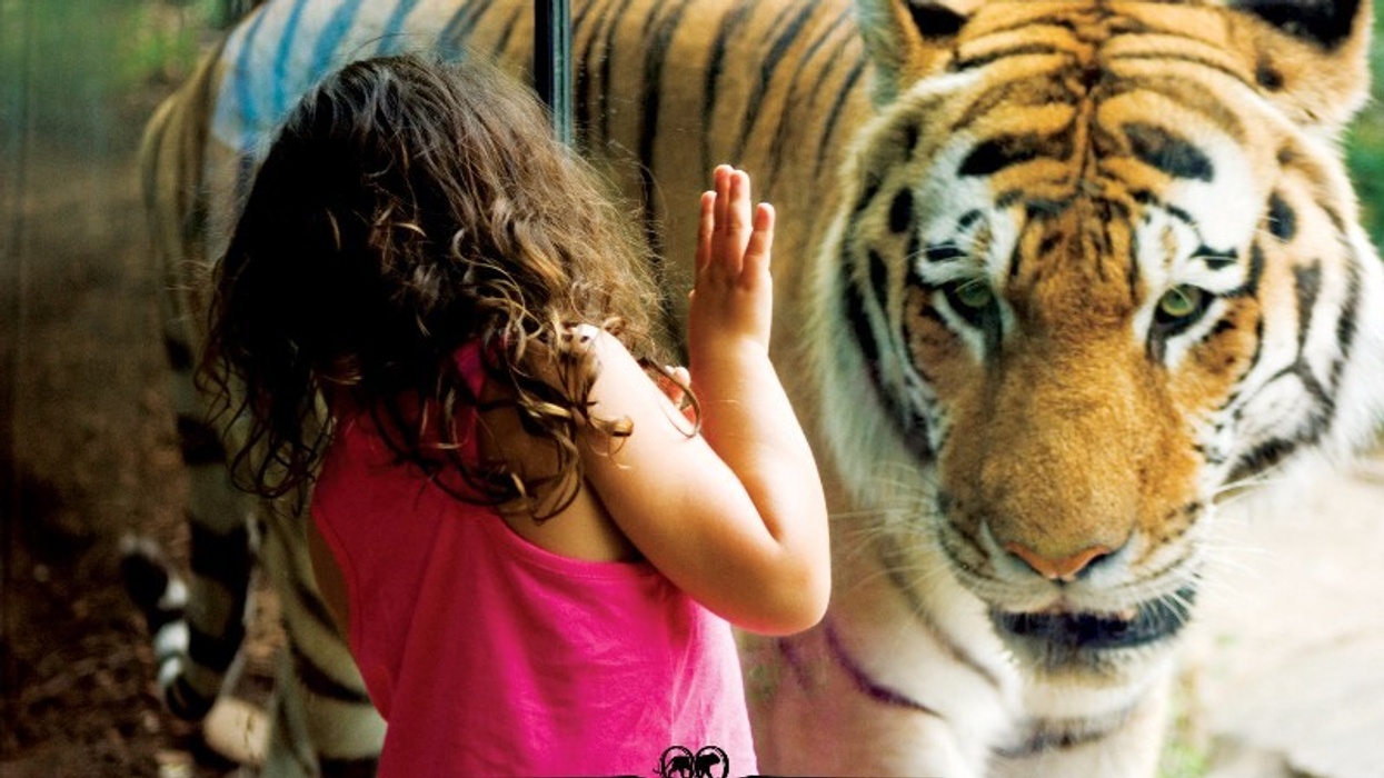 tiger at philadelphia zoo