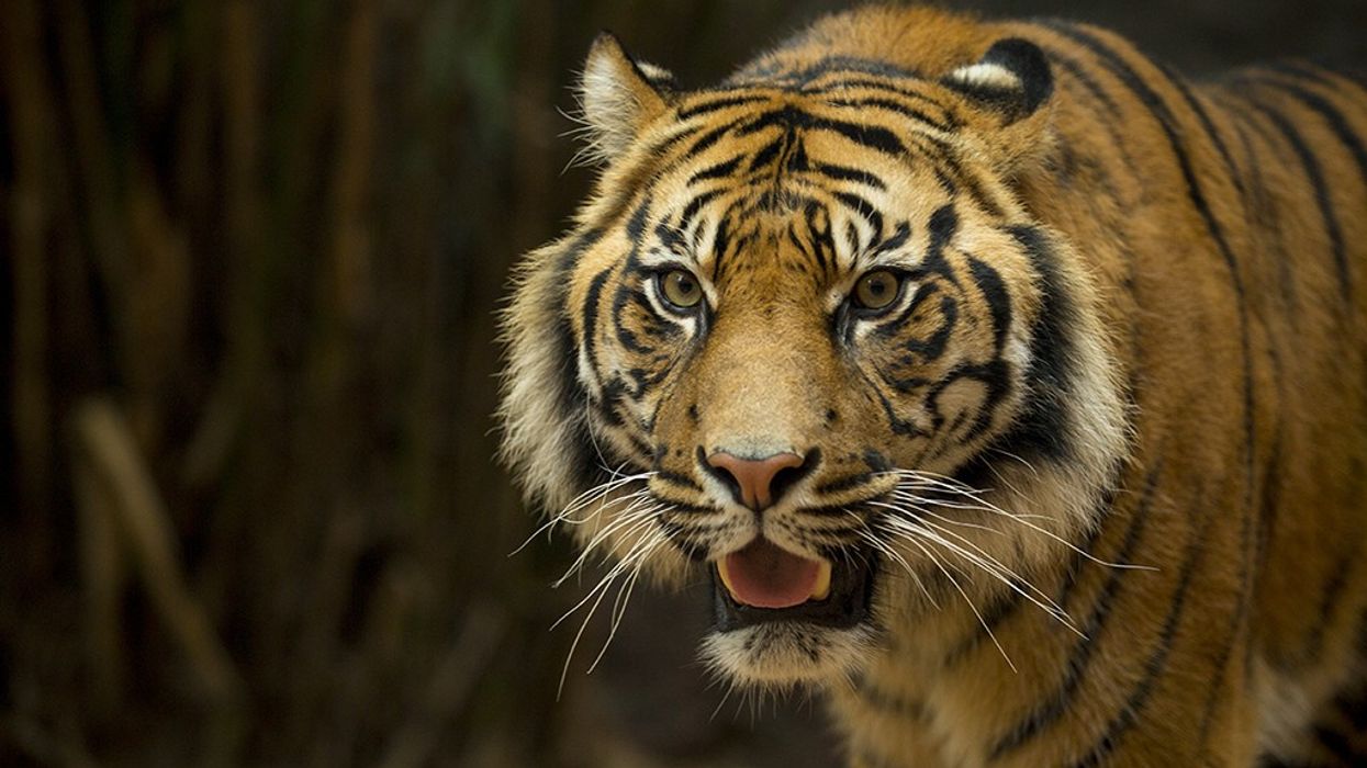 Tiger at Taronga Zoo