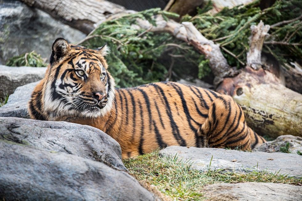 Tiger at Toronto Zoo