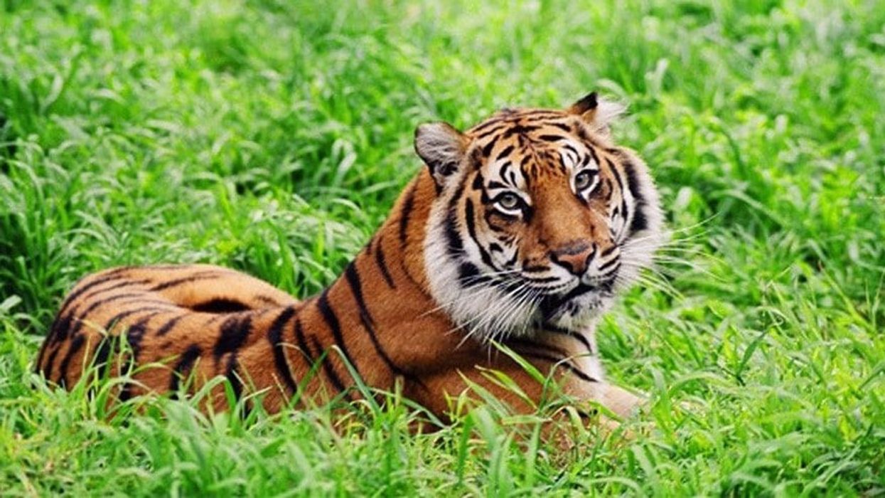 tiger at wellington zoo tigris