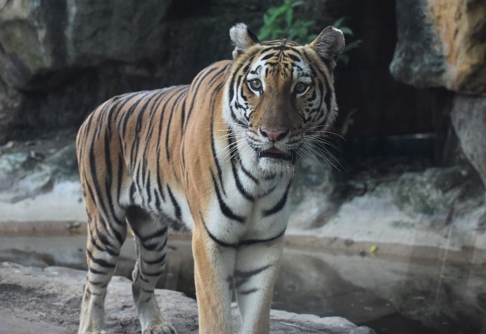 Tiger at Zoo Barranquilla