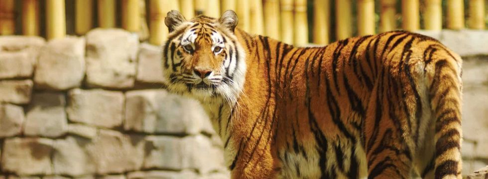 tiger busch gardens tampa panthera tigris