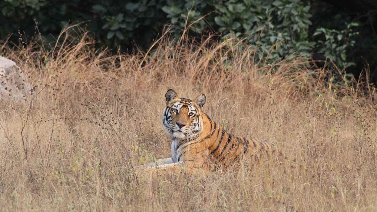 tiger by stacey ludlum